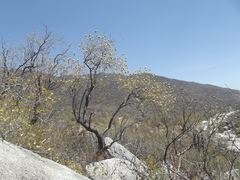 Nahuatlea arborescens
