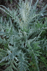 Cirsium douglasii