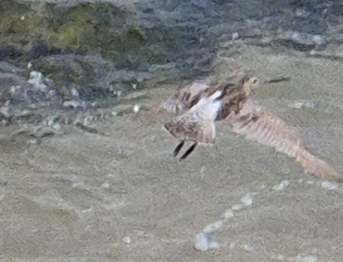 Bar-tailed Godwit
