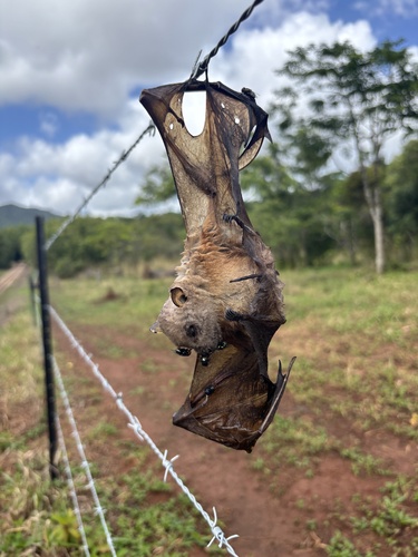 Queensland Tube-nosed Fruit Bat