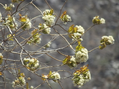 Nahuatlea arborescens