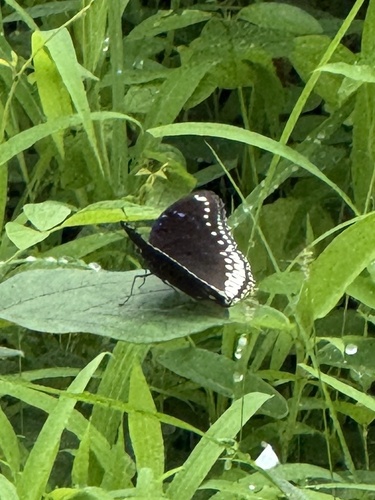 Great Eggfly