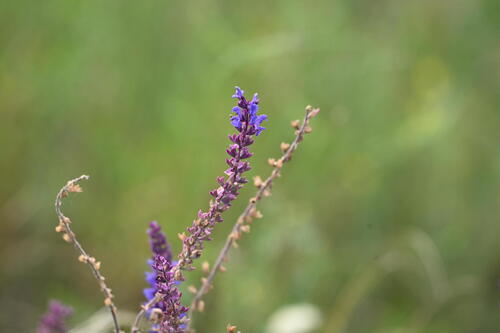 Salvia deserta, photograph 3