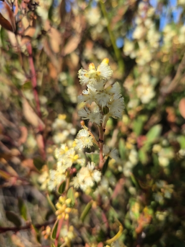 Myrtle Wattle