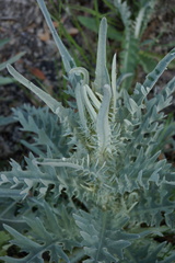 Cirsium douglasii