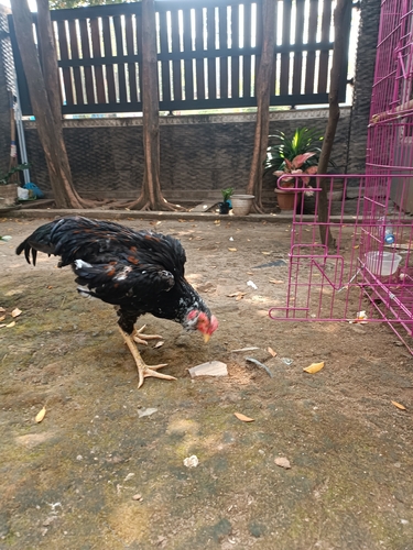 Domestic Chicken