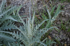 Cirsium douglasii