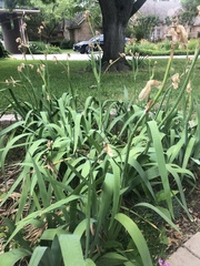 Irideae