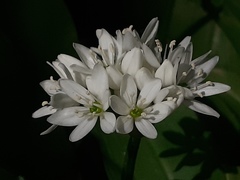 Allium ursinum