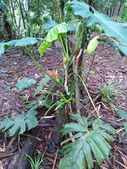 Philodendron sparreorum