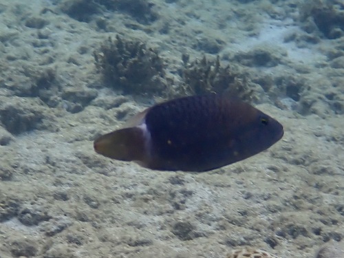 Oxycheilinus unifasciatus observed 2026-08-16
