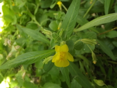 Erythranthe lagunensis