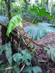 Philodendron sparreorum