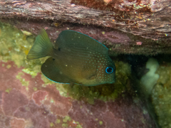 Ctenochaetus binotatus