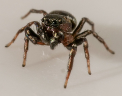 Heliophanus tribulosus