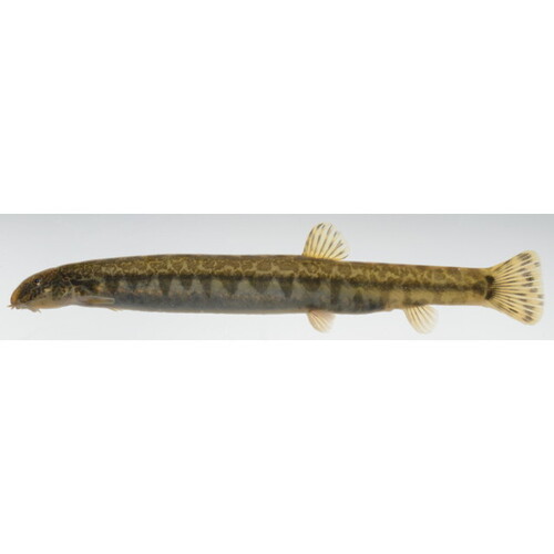 Japanse riviermodderkruiper (Niwaella delicata) — Cobitidae — 2