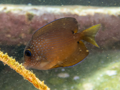 Ctenochaetus binotatus