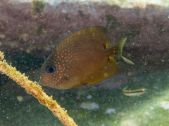 Ctenochaetus binotatus