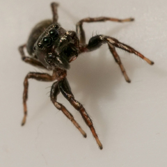 Heliophanus tribulosus