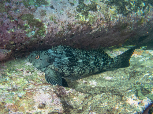 Rock cale (Aplodactylus lophodon) — Aplodactylidae