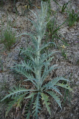 Cirsium douglasii