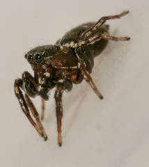 Heliophanus tribulosus