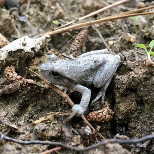 Pine Woods Tree Frog, Ashland, VA, US, photo 8 of 10