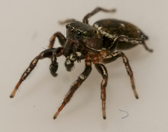 Heliophanus tribulosus