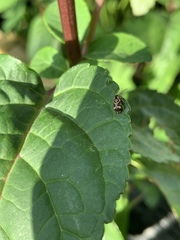 Ptinomorphus imperialis