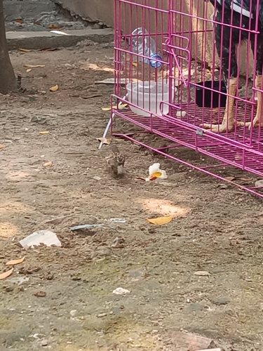 Eurasian Tree Sparrow