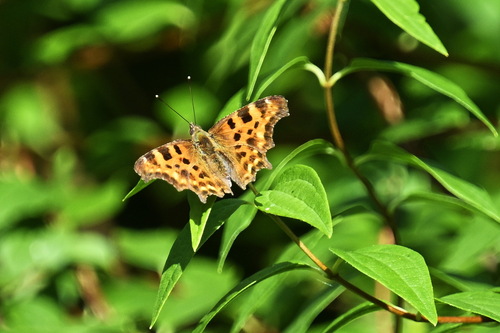 European Comma