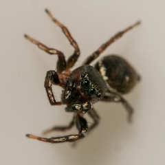 Heliophanus tribulosus