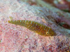 Cochleoceps orientalis