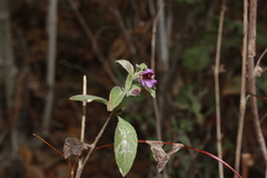 Dyschoriste hirsutissima