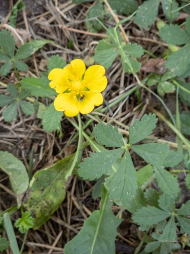 Creeping cinquefoil