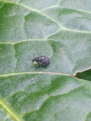 Rhinoncus leucostigma