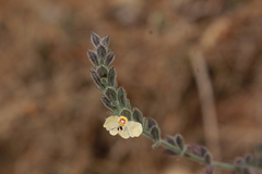 Henrya insularis