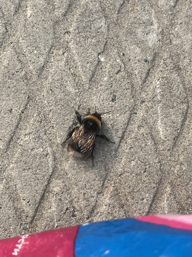 Sporadic Bumble Bee