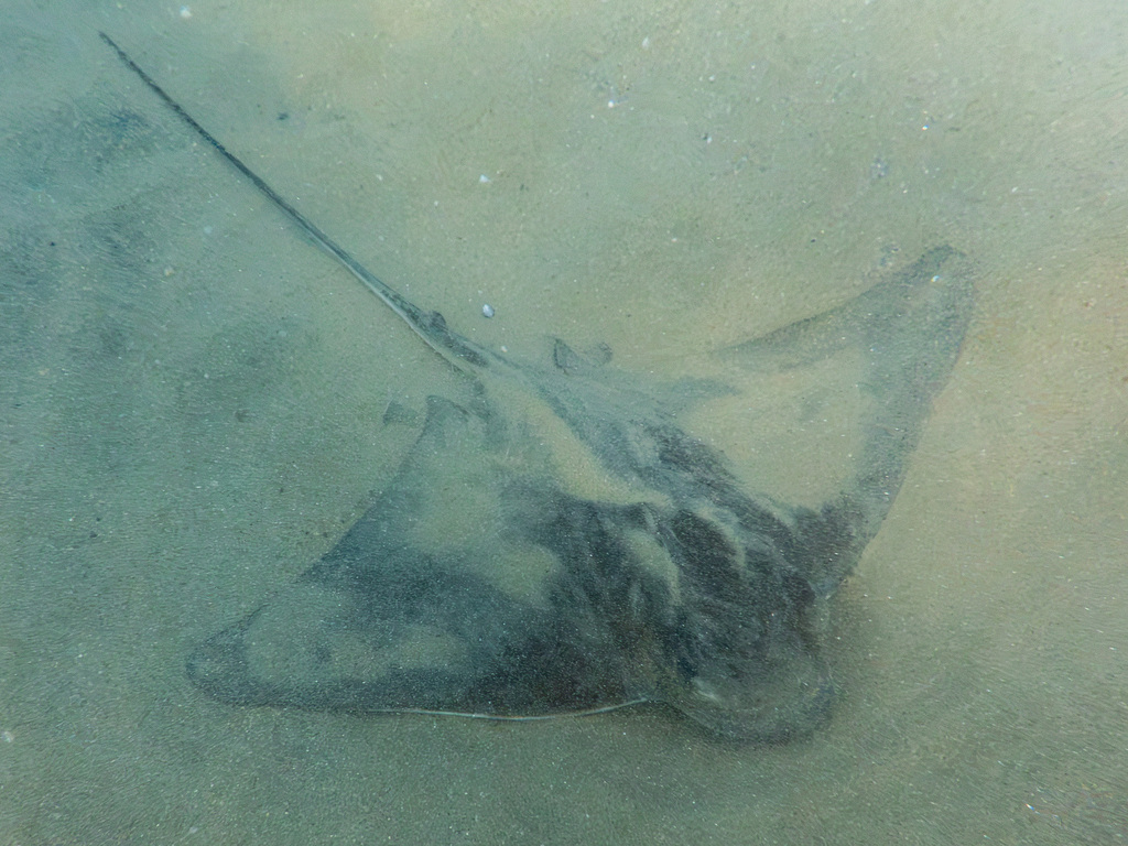 Bat ray seen from above over a sandy bottom with its tail trailing, Crescent Bay, California