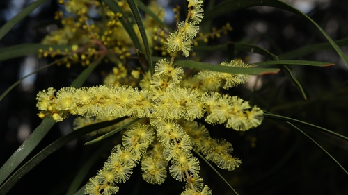 Acacia mucronata longifolia