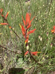 Castilleja subinclusa