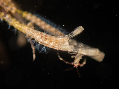 Thalamoporella observed 2026-08-12