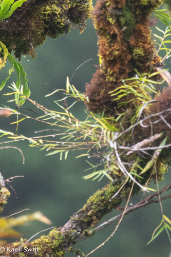 Dendrobium biflorum observed 2026-08-07