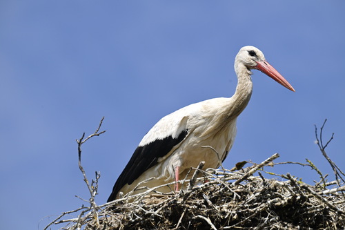 White Stork