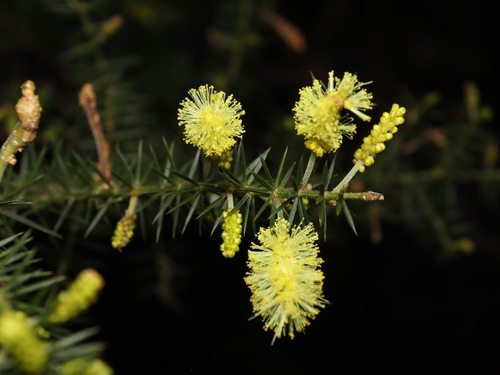 Prickly moses