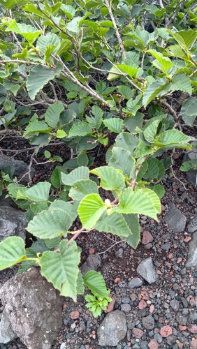 Alnus maximowiczii observed 2026-08-16