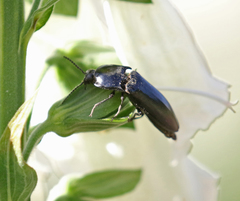 Melanactes densus
