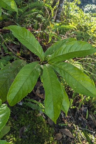 Helicia formosana, photograph 3