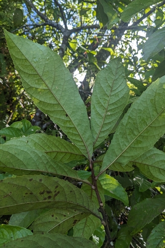Helicia formosana, photograph 4