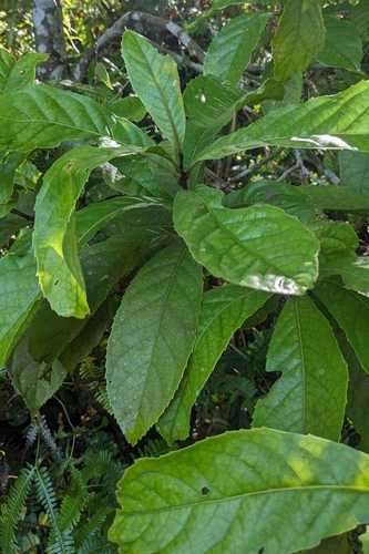 Helicia formosana, photograph 5